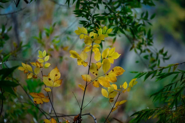 Schöne Gelbe Blätter Wald — Stockfoto