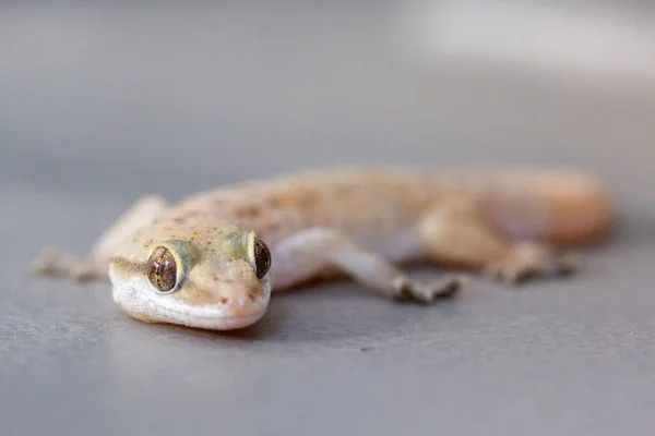 Nahaufnahme Eines Frosches Auf Weißem Hintergrund — Stockfoto