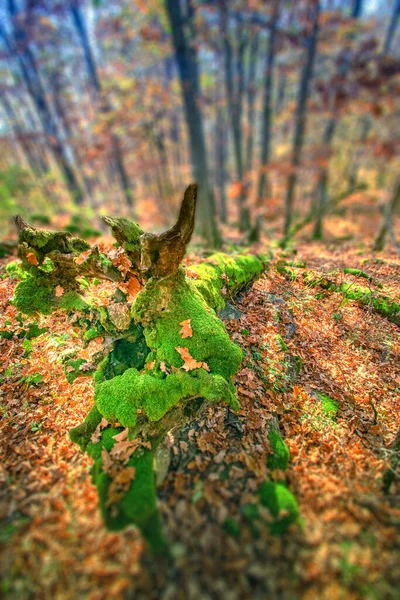 Prachtig Herfstbos Met Een Boom — Stockfoto