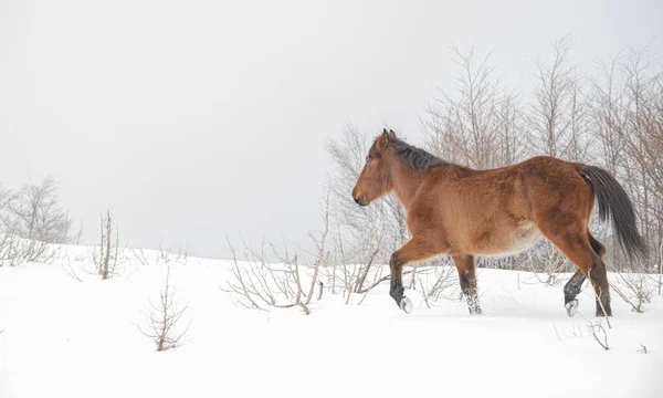 Cavallo Nella Neve — Foto Stock