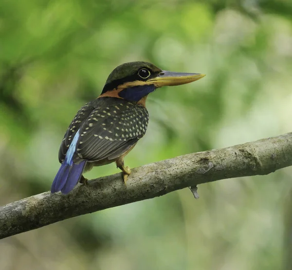 Martin Pêcheur Alcedo Atthis Brésilienne — Photo