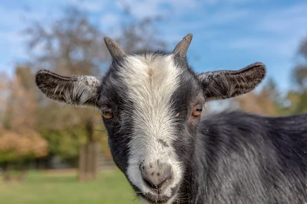 Young Black White Goat Farm — Stock Photo, Image