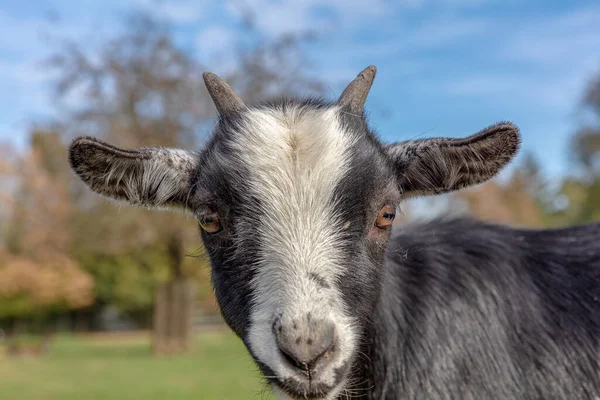 Eine Junge Schwarz Weiße Ziege Auf Einem Bauernhof — Stockfoto