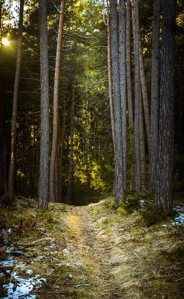 Schöner Herbstwald Mit Bäumen Und Blättern — Stockfoto