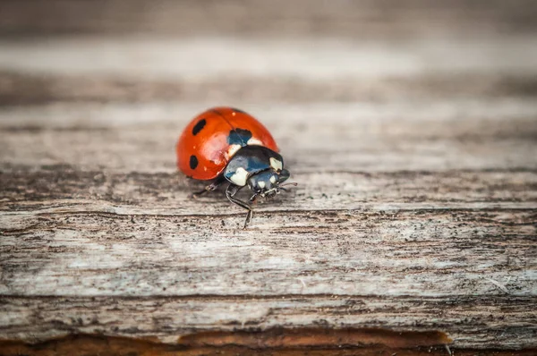 Ladybug Деревянном Фоне — стоковое фото