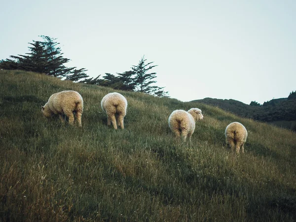 在山上放牧的羊 — 图库照片