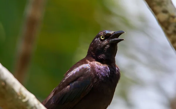 Foto Blanco Negro Pájaro — Foto de Stock