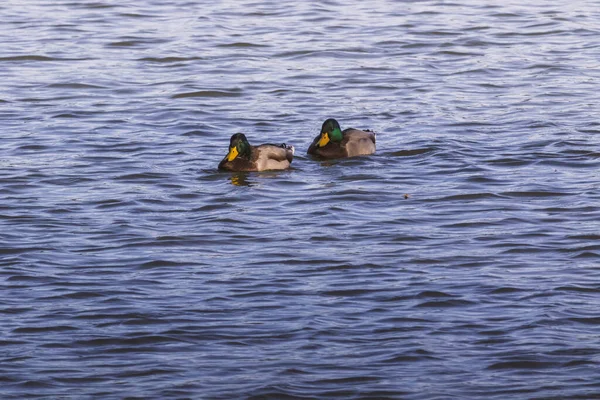 Patos Nadando Lago —  Fotos de Stock