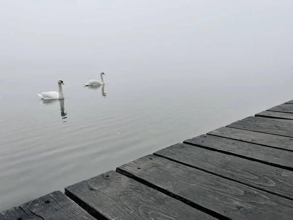 Cigni Bianchi Sul Lago — Foto Stock