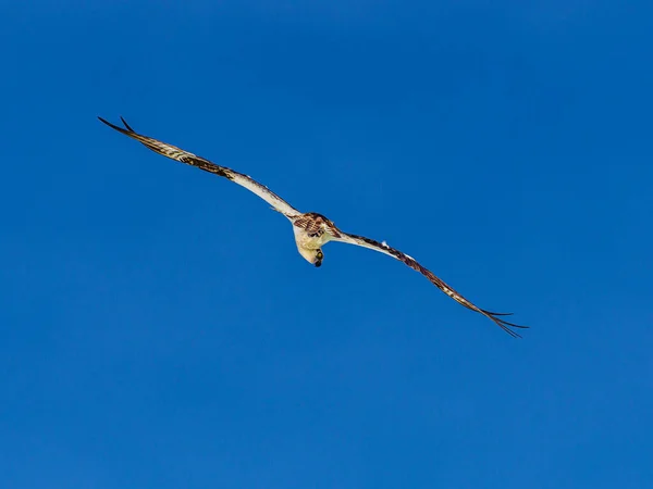 Een Prachtige Vogel Die Lucht Vliegt — Stockfoto