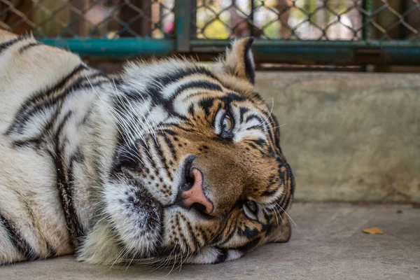 Tigre Dans Zoo — Photo