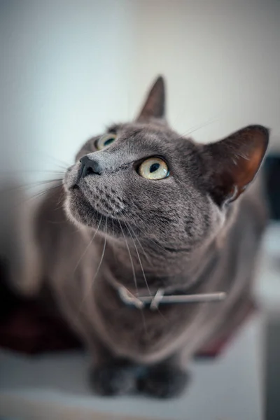 Кіт Підлозі — стокове фото