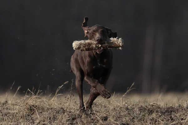 Hund Skogen — Stockfoto