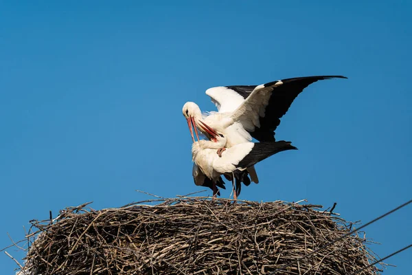 Storch Auf Einem Nest Garten — Stockfoto