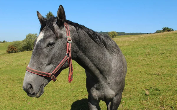 Een Paard Een Weide — Stockfoto