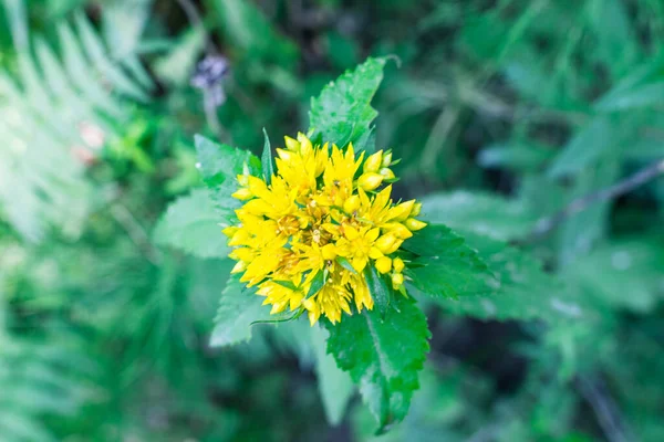 Bahçedeki Sarı Çiçekler — Stok fotoğraf