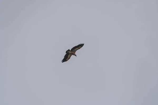 Una Gaviota Volando Cielo — Foto de Stock