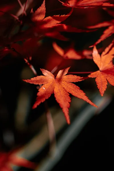 Herfst Bladeren Herfst Seizoen Flora — Stockfoto