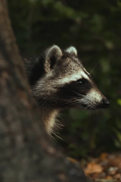 Ours Noir Dans Forêt — Photo