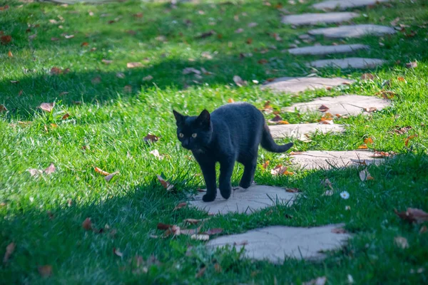 Çimlerde Siyah Beyaz Kedi — Stok fotoğraf