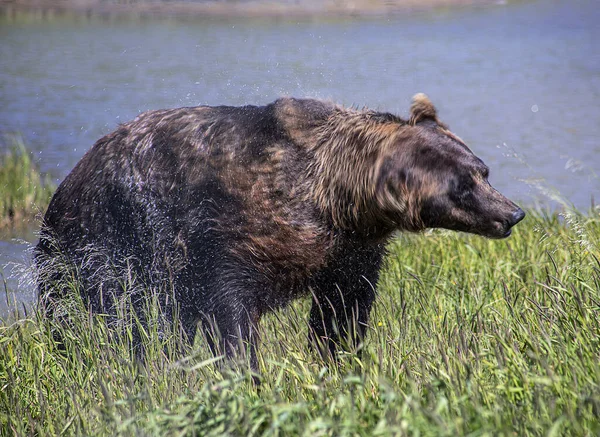 Grizzlybär Freier Wildbahn — Stockfoto