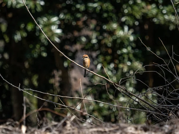 Pájaro Árbol Bosque — Foto de Stock