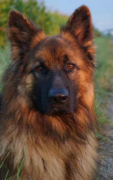 Bir Alman Çoban Köpeğinin Portresi — Stok fotoğraf