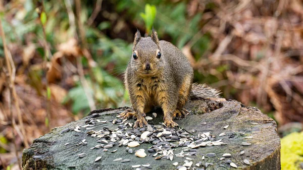 Squirrel Forest North State Israel — Stock Photo, Image