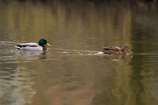野鸭鸭在湖中游泳 — 图库照片