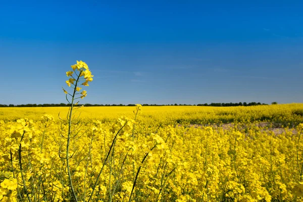 Campo Violación Con Flores Amarillas — Foto de Stock