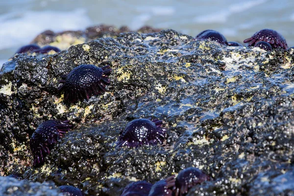 Oursin Mer Dans Plage — Photo