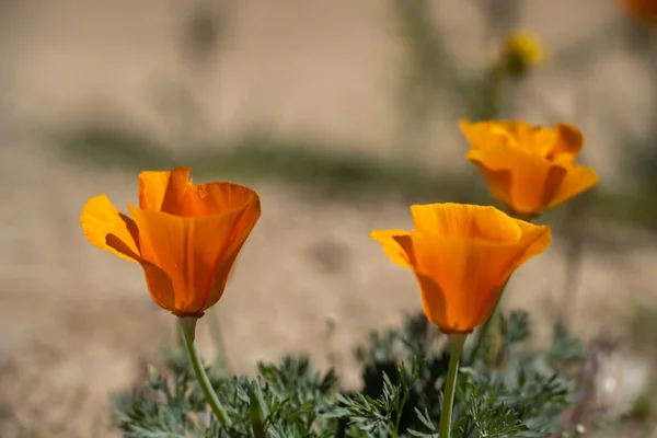 stock image beautiful yellow flowers in the garden