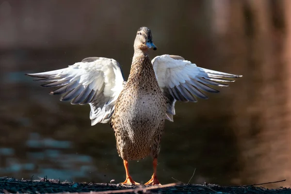 Bonito Pato Branco Lago — Fotografia de Stock