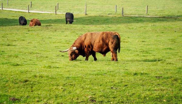 Uma Manada Vacas Pastando Prado — Fotografia de Stock