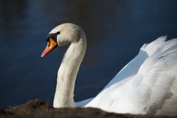 Vit Svan Sjön — Stockfoto