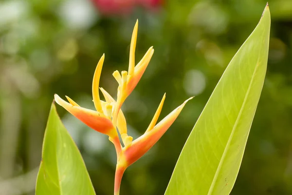 Piękny Kolorowy Kwiat Tło Natury — Zdjęcie stockowe