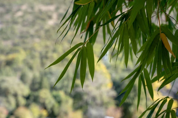 Hojas Verdes Árbol Jardín —  Fotos de Stock