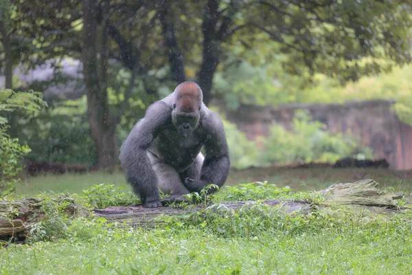 Uma Foto Close Macaco Bebê Bonito — Fotografia de Stock