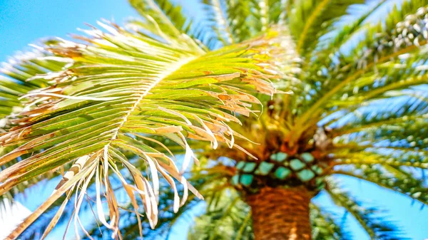 Gröna Blad Palm Träd Blå Himmel Bakgrund — Stockfoto