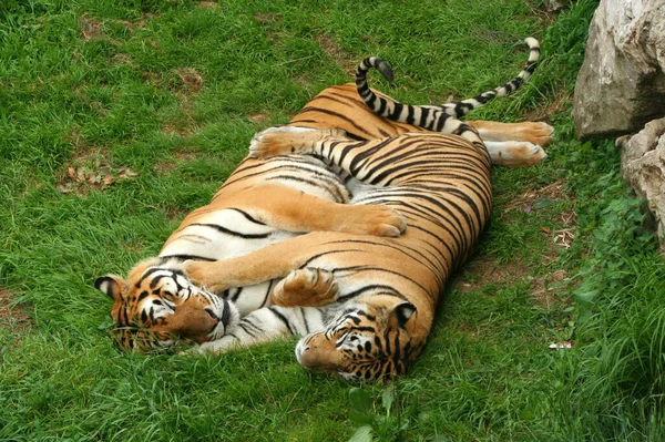 Tigres Zoológico — Fotografia de Stock