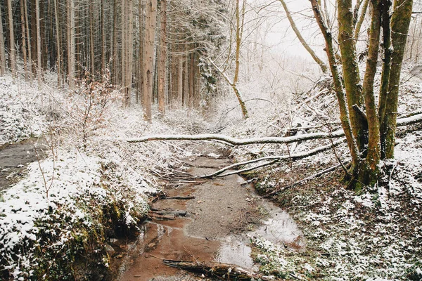 雪のある美しい冬の森 — ストック写真