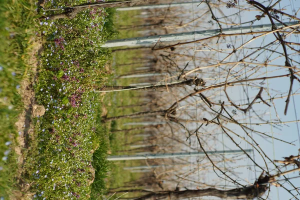 Primo Piano Albero Coperto Muschio Verde — Foto Stock