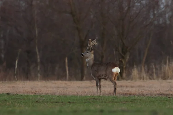 Damherten Het Bos — Stockfoto