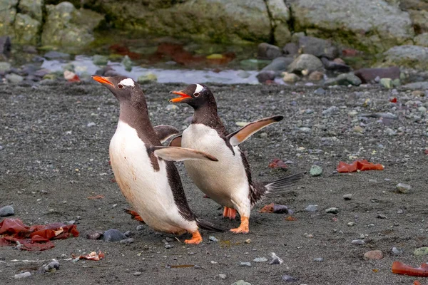 Két Pingvin Jéggel Parton Állatok — Stock Fotó