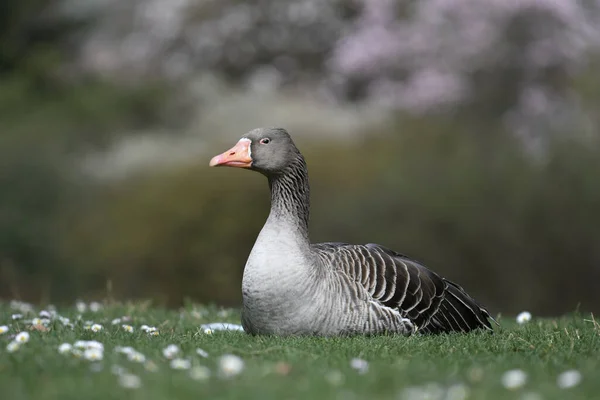 Closeup Shot Beautiful White Goose Grass — Stock Photo, Image