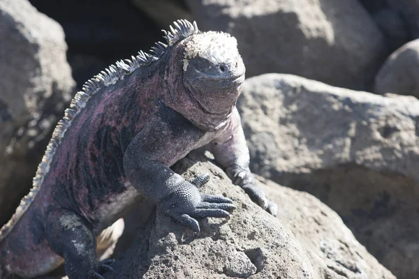 Iguana Rocks Royalty Free Stock Photos