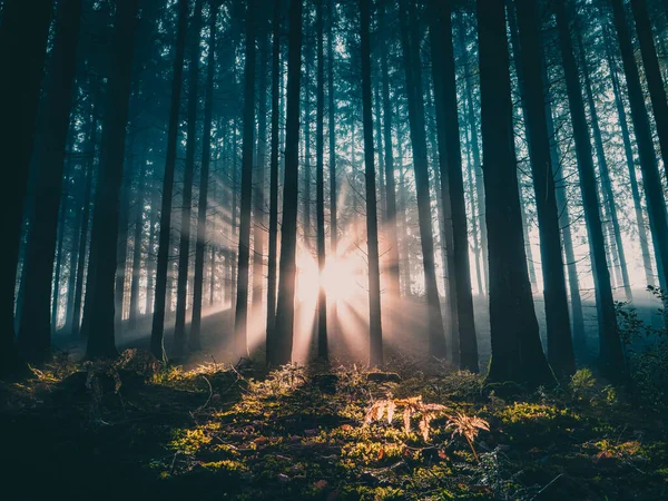 Hermoso Bosque Otoño Con Niebla Mañana — Foto de Stock