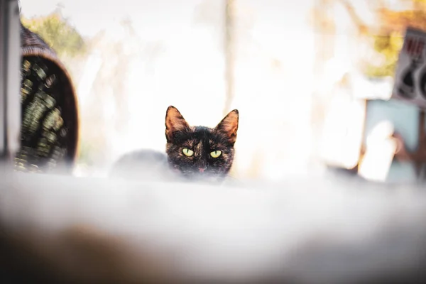 Kedi Pencere Eşiğinde Oturuyor — Stok fotoğraf