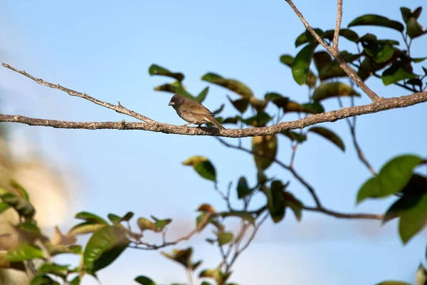 Uccello Seduto Ramo Albero — Foto Stock