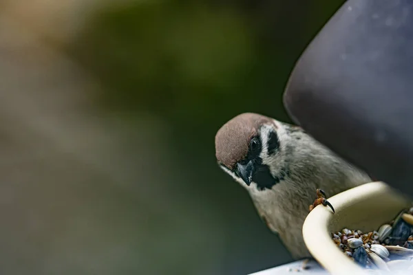 鳥のクローズアップショット — ストック写真